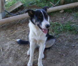 SAMSUNG DIGITAL CAMERA